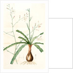 Scilla Pomeridiana, Chlorogalum pomeridianum; Scille de l'après-midi by Pierre Joseph Redouté