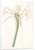 Crinum taitense, Crinum pedunculatum, Swamp Lily by Pierre Joseph Redouté
