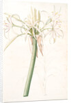 Crinum taitense, Crinum pedunculatum, Swamp Lily by Pierre Joseph Redouté