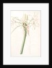 Crinum taitense, Crinum pedunculatum, Swamp Lily by Pierre Joseph Redouté