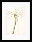 Crinum taitense, Crinum pedunculatum, Swamp Lily by Pierre Joseph Redouté