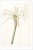 Crinum taitense, Crinum pedunculatum, Swamp Lily by Pierre Joseph Redouté