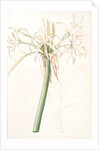 Crinum taitense, Crinum pedunculatum, Swamp Lily by Pierre Joseph Redouté