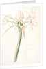 Crinum taitense, Crinum pedunculatum, Swamp Lily by Pierre Joseph Redouté