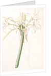 Crinum taitense, Crinum pedunculatum, Swamp Lily by Pierre Joseph Redouté
