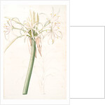 Crinum taitense, Crinum pedunculatum, Swamp Lily by Pierre Joseph Redouté