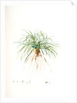 Convallaria japonica, Ophiopogon japonicus; Muguet du Japon; Dwarf Lily-turf, Mondo grass; Liriope by Pierre Joseph Redouté