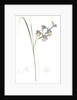 Gladiolus ringens, Gladïeul en gueule by Pierre Joseph Redouté