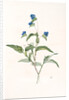 Commelina dubia, Commèline douteuse; Mexican Day-flower by Pierre Joseph Redouté