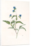 Commelina dubia, Commèline douteuse; Mexican Day-flower by Pierre Joseph Redouté