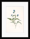 Commelina dubia, Commèline douteuse; Mexican Day-flower by Pierre Joseph Redouté