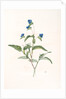 Commelina dubia, Commèline douteuse; Mexican Day-flower by Pierre Joseph Redouté