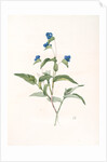 Commelina dubia, Commèline douteuse; Mexican Day-flower by Pierre Joseph Redouté