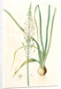 Ornithogalum pyramidale, Ornithogalum narbonense, Soap plant; Soap root; Amole by Pierre Joseph Redouté