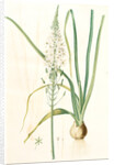 Ornithogalum pyramidale, Ornithogalum narbonense, Soap plant; Soap root; Amole by Pierre Joseph Redouté