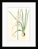 Ornithogalum pyramidale, Ornithogalum narbonense, Soap plant; Soap root; Amole by Pierre Joseph Redouté