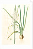 Ornithogalum pyramidale, Ornithogalum narbonense, Soap plant; Soap root; Amole by Pierre Joseph Redouté