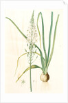 Ornithogalum pyramidale, Ornithogalum narbonense, Soap plant; Soap root; Amole by Pierre Joseph Redouté