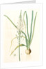 Ornithogalum pyramidale, Ornithogalum narbonense, Soap plant; Soap root; Amole by Pierre Joseph Redouté