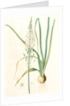 Ornithogalum pyramidale, Ornithogalum narbonense, Soap plant; Soap root; Amole by Pierre Joseph Redouté