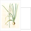 Ornithogalum pyramidale, Ornithogalum narbonense, Soap plant; Soap root; Amole by Pierre Joseph Redouté