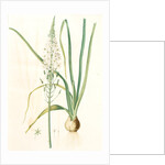 Ornithogalum pyramidale, Ornithogalum narbonense, Soap plant; Soap root; Amole by Pierre Joseph Redouté