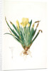 Iris lutescens, Iris jaunâtre, Petit iris by Pierre Joseph Redouté