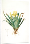 Iris lutescens, Iris jaunâtre, Petit iris by Pierre Joseph Redouté