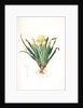 Iris lutescens, Iris jaunâtre, Petit iris by Pierre Joseph Redouté
