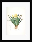 Iris lutescens, Iris jaunâtre, Petit iris by Pierre Joseph Redouté
