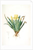 Iris lutescens, Iris jaunâtre, Petit iris by Pierre Joseph Redouté