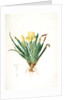 Iris lutescens, Iris jaunâtre, Petit iris by Pierre Joseph Redouté
