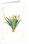Iris lutescens, Iris jaunâtre, Petit iris by Pierre Joseph Redouté