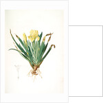 Iris lutescens, Iris jaunâtre, Petit iris by Pierre Joseph Redouté