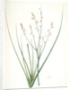 Asphodelus fistulosus, Asphodèle fistuleux, Onionweed by Pierre Joseph Redouté