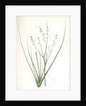 Asphodelus fistulosus, Asphodèle fistuleux, Onionweed by Pierre Joseph Redouté