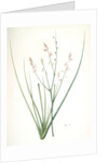 Asphodelus fistulosus, Asphodèle fistuleux, Onionweed by Pierre Joseph Redouté