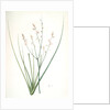 Asphodelus fistulosus, Asphodèle fistuleux, Onionweed by Pierre Joseph Redouté