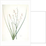 Asphodelus fistulosus, Asphodèle fistuleux, Onionweed by Pierre Joseph Redouté
