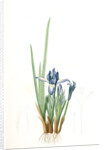 Iris triflora, Iris ensata; Iris à trois fleurs, Japanese Iris by Pierre Joseph Redouté