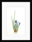 Iris triflora, Iris ensata; Iris à trois fleurs, Japanese Iris by Pierre Joseph Redouté