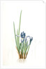 Iris triflora, Iris ensata; Iris à trois fleurs, Japanese Iris by Pierre Joseph Redouté
