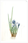 Iris triflora, Iris ensata; Iris à trois fleurs, Japanese Iris by Pierre Joseph Redouté