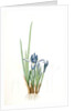 Iris triflora, Iris ensata; Iris à trois fleurs, Japanese Iris by Pierre Joseph Redouté