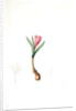 Bulbocodium vernum, Bulbocode printanier, Spring Meadow Saffron by Pierre Joseph Redouté