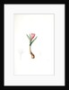 Bulbocodium vernum, Bulbocode printanier, Spring Meadow Saffron by Pierre Joseph Redouté