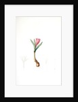 Bulbocodium vernum, Bulbocode printanier, Spring Meadow Saffron by Pierre Joseph Redouté