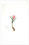 Bulbocodium vernum, Bulbocode printanier, Spring Meadow Saffron by Pierre Joseph Redouté