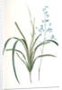 Dianella caerulea, Dianelle bleue, Blue Dianella Cerulean flaxlily; Flax Lily by Pierre Joseph Redouté