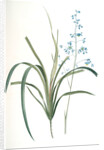 Dianella caerulea, Dianelle bleue, Blue Dianella Cerulean flaxlily; Flax Lily by Pierre Joseph Redouté